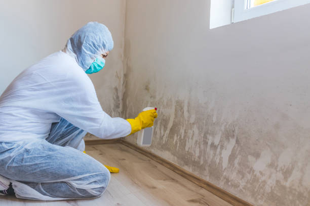 Licensed Commercial Mold Remediation service in Sudbury, MA - WQB Mold Removal